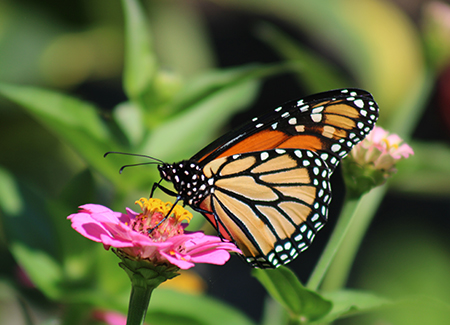 Butterfly Garden